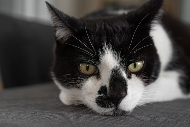Close-Up Portrait of a Black and White Cat