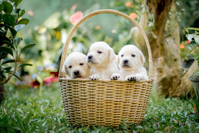 Puppies in a Basket